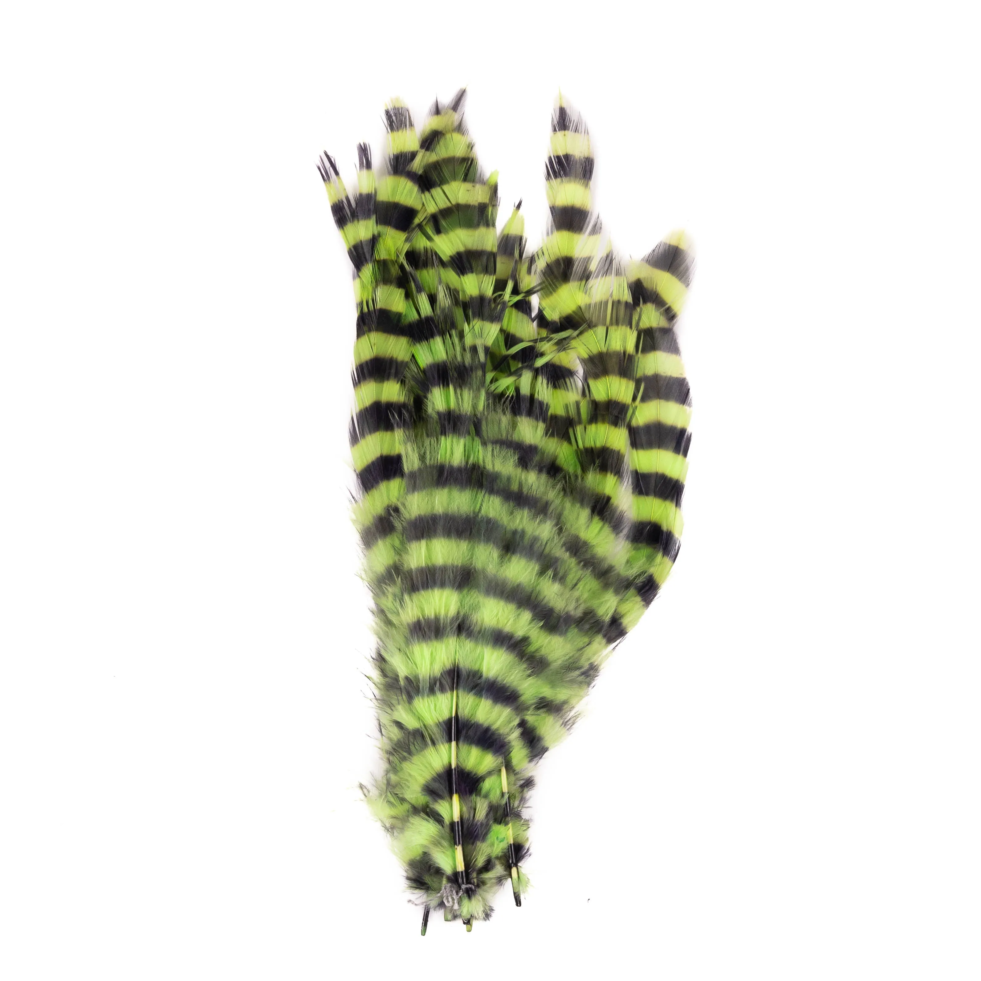 Barred Schlappen