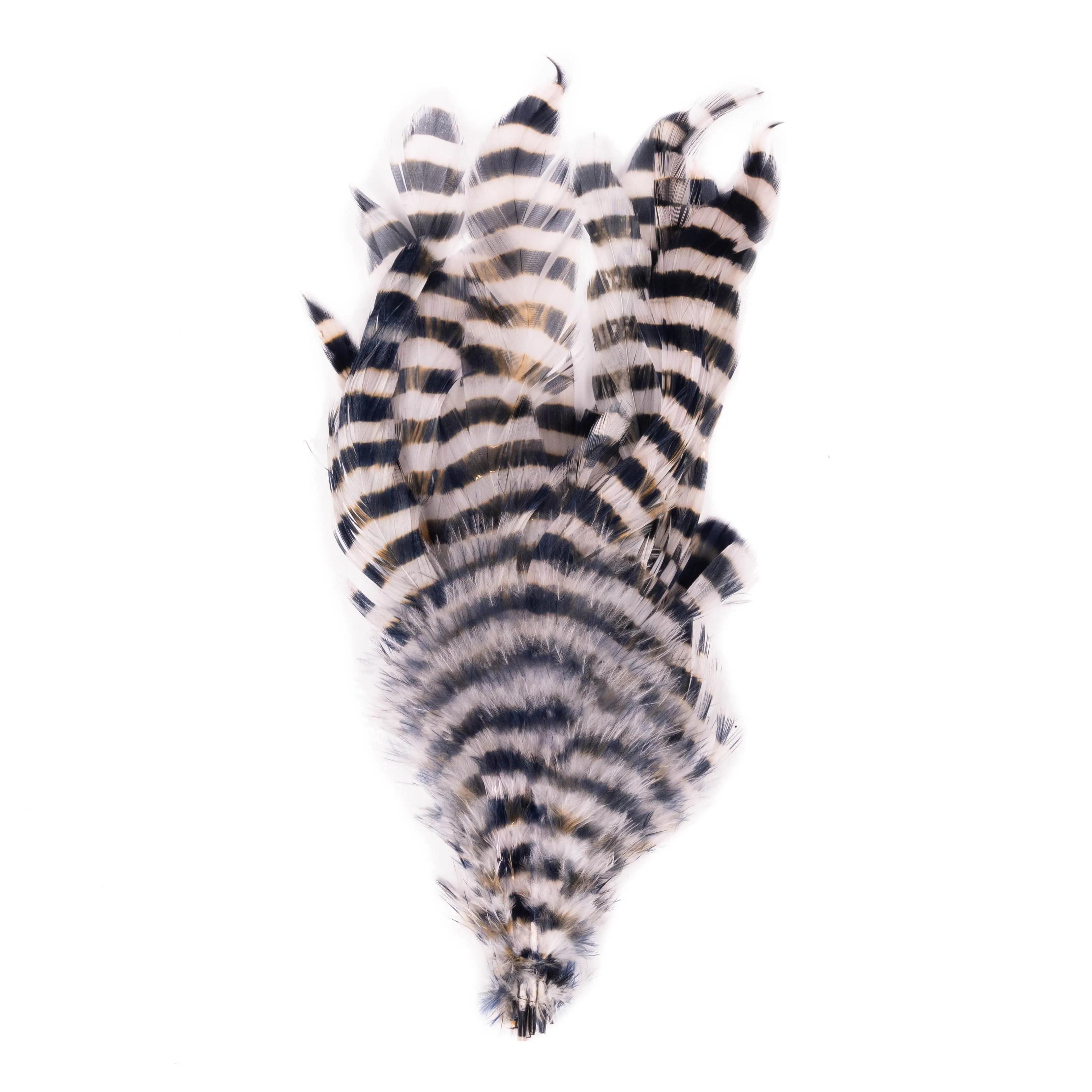 Barred Schlappen
