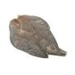 Wapsi Guinea Skin